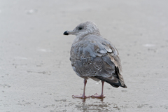 Larus argentatus × hyperboreus