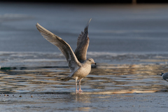 Larus argentatus × hyperboreus
