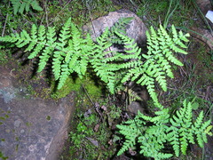 Pentagramma triangularis