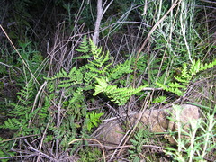 Pentagramma triangularis