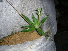 Dudleya lanceolata