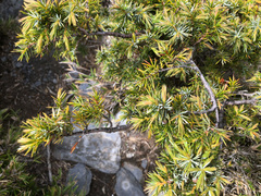 Juniperus formosana