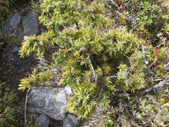 Juniperus formosana