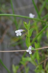 Lindernia parviflora