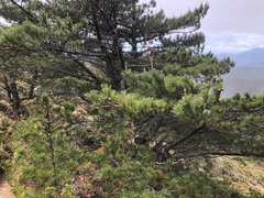 Pinus taiwanensis