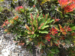 Pieris japonica taiwanensis