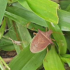 Diceraeus