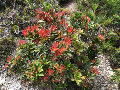 Pieris japonica taiwanensis