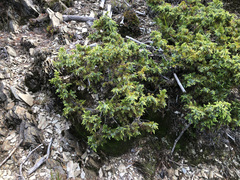 Juniperus formosana