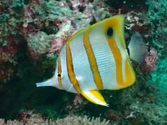 Chelmon rostratus
