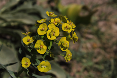 Euphorbia grisophylla