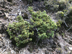 Juniperus formosana