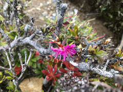 Rhododendron rubropilosum