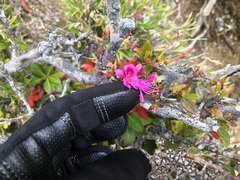Rhododendron rubropilosum