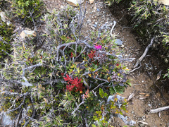 Pieris japonica taiwanensis