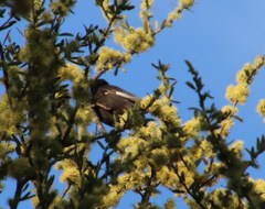 Melaniparus niger ravidus