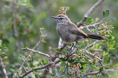 Cercotrichas coryphoeus