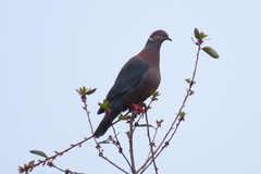 Patagioenas araucana