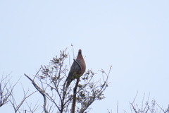 Patagioenas araucana