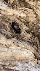 Carabus arvensis