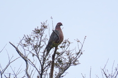 Patagioenas araucana