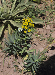 Euphorbia grisophylla