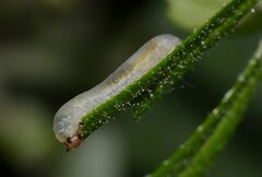 Symphyta