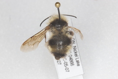 Bombus flavidus