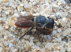 Megachile impressa