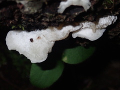 Clitopilus hobsonii
