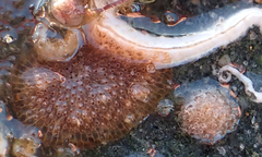 Cryptosula pallasiana