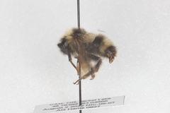 Bombus flavidus