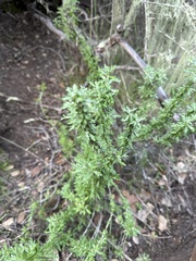 Eriophyllum confertiflorum