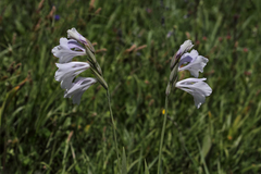 Gladiolus kotschyanus