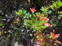 Pieris japonica taiwanensis