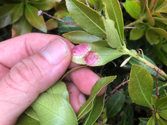 Pieris japonica taiwanensis