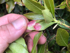 Pieris japonica taiwanensis