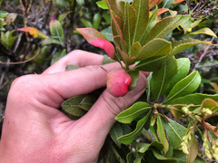 Pieris japonica taiwanensis