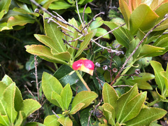 Pieris japonica taiwanensis