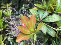Pieris japonica taiwanensis