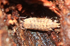 Porcellionides cingendus