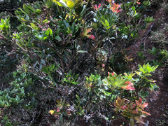 Pieris japonica taiwanensis