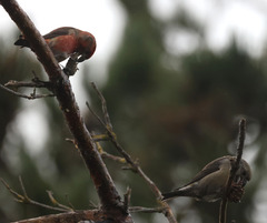 Loxia pytyopsittacus