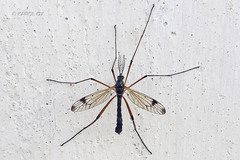 Dictenidia bimaculata