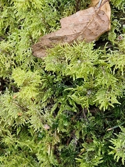 Hylocomium splendens