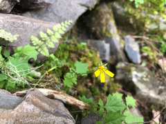 Lapsanastrum takasei