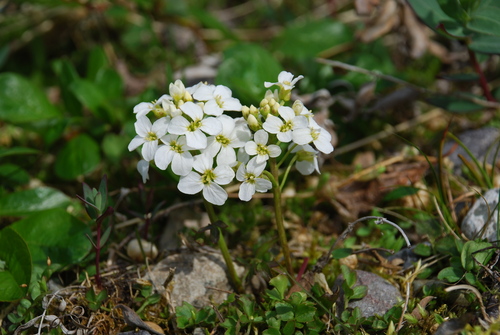 Littleleaf Bittercress (Cardamine microphylla)