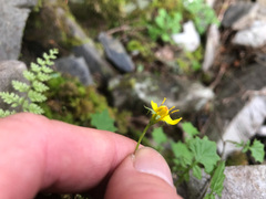 Lapsanastrum takasei