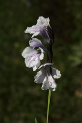 Gladiolus kotschyanus