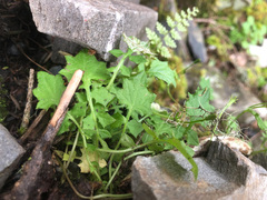 Lapsanastrum takasei